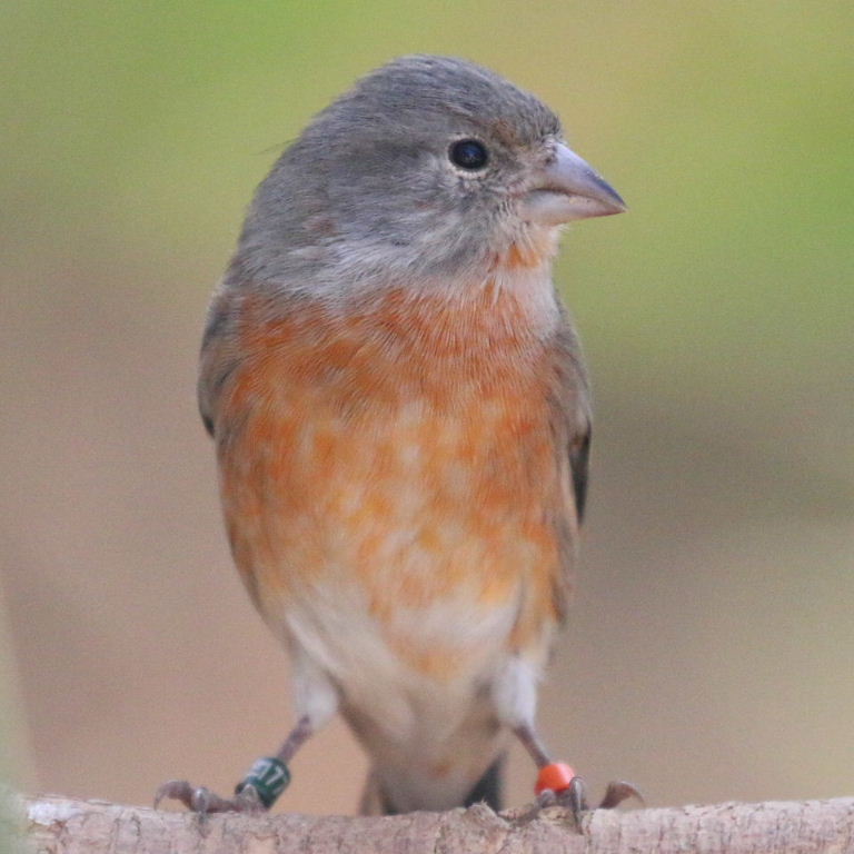 Hybrid Linnet