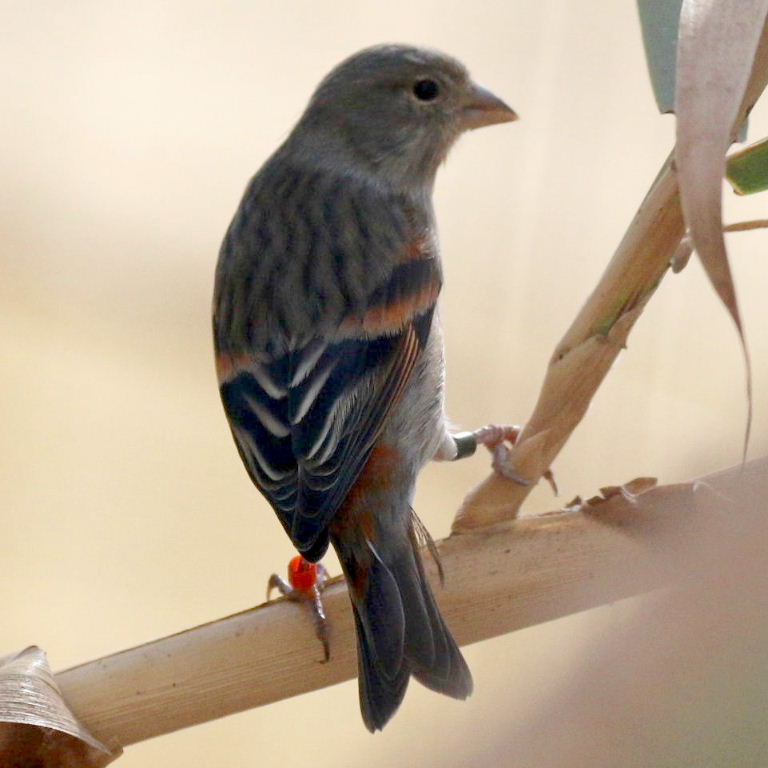 suspected Linnet/Canary hybrid