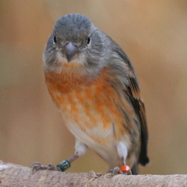 Linnet hybrid