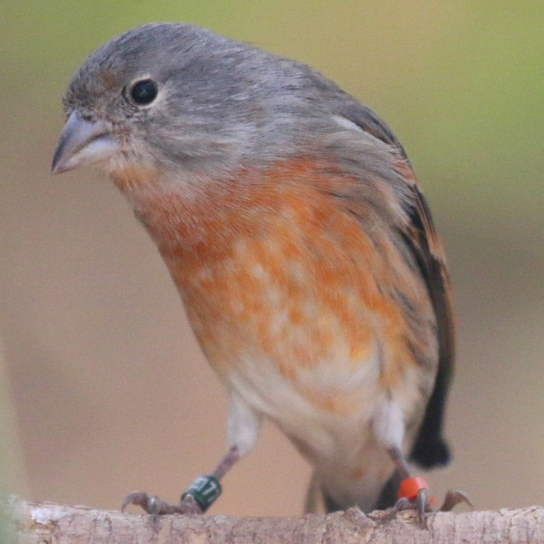 Linnet hybrid