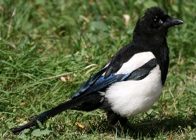 Magpie