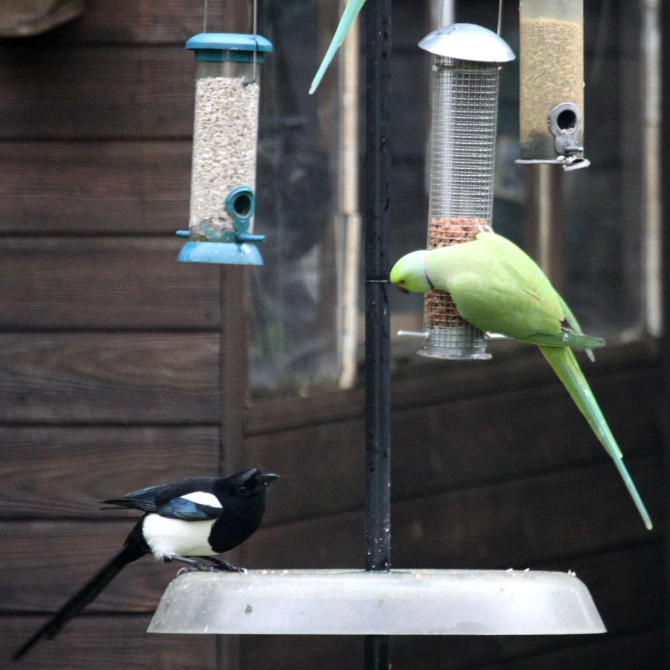 Magpie vs parakeet