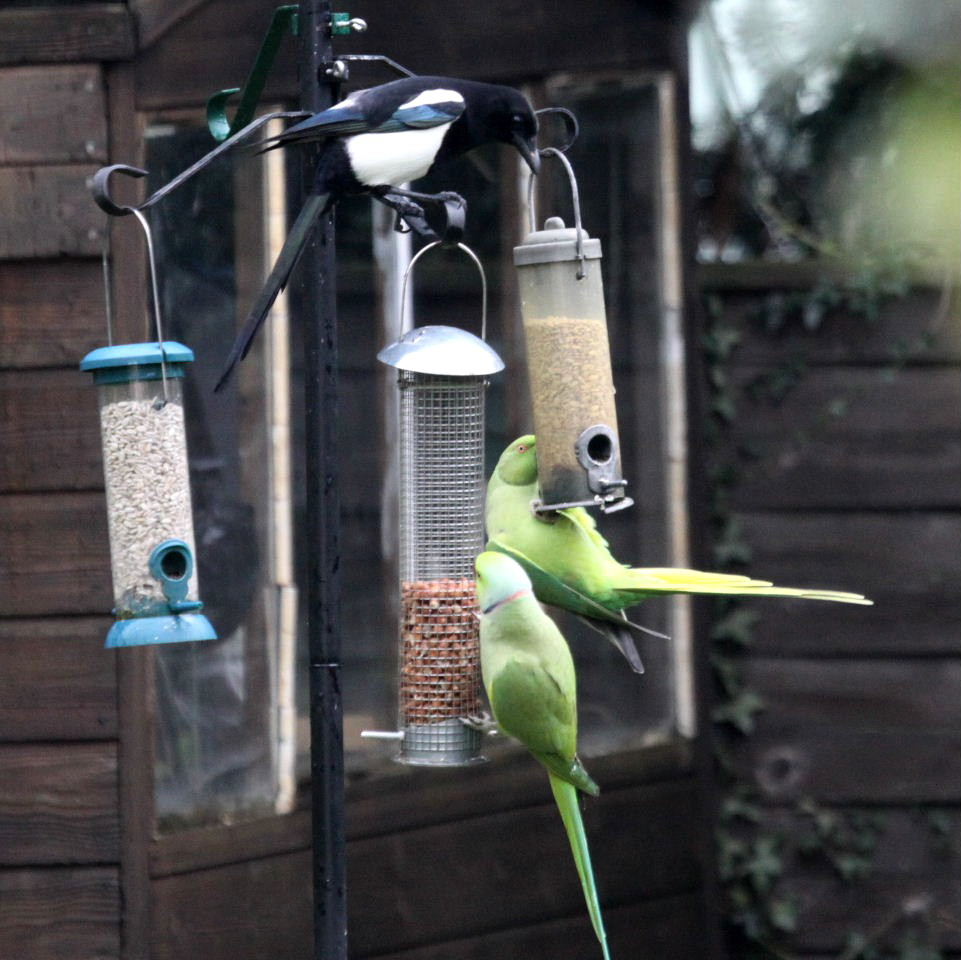 Magpie vs parakeets