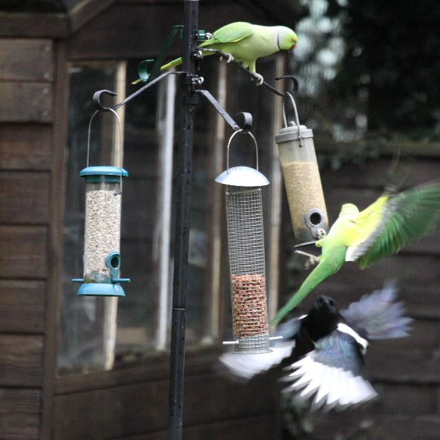 Magpie vs parakeets