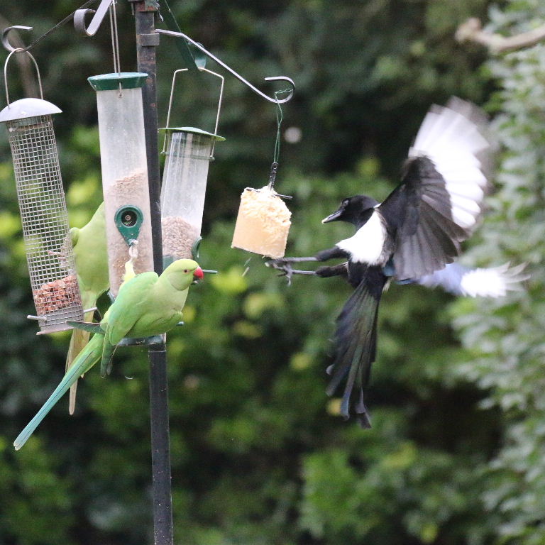 Magpie vs parakeet