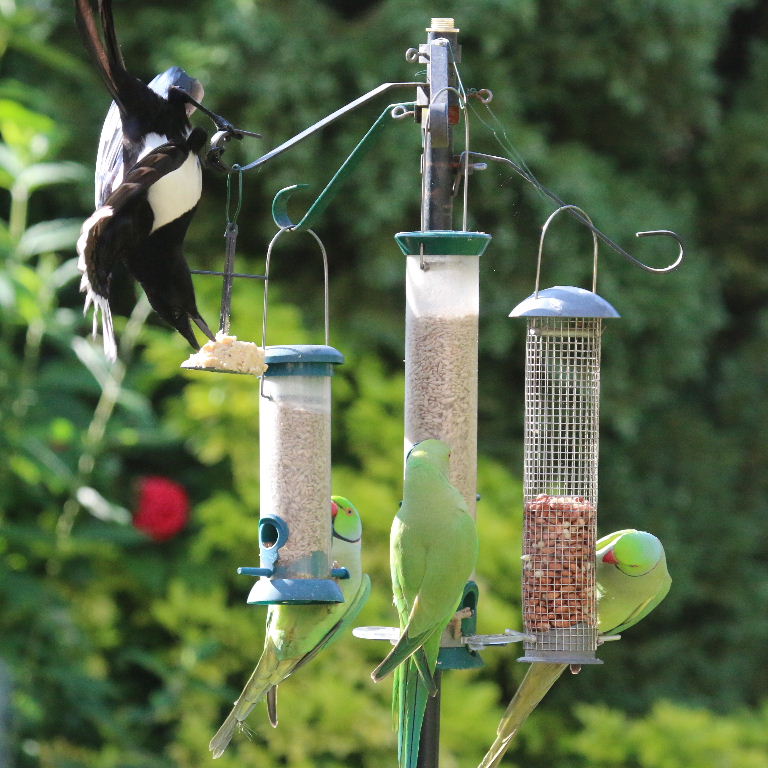 Magpie vs parakeets