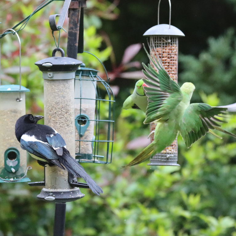 Magpie vs parakeets
