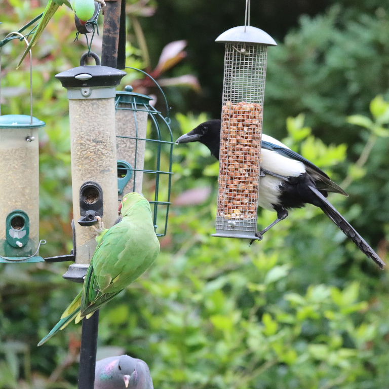 Magpie vs parakeets