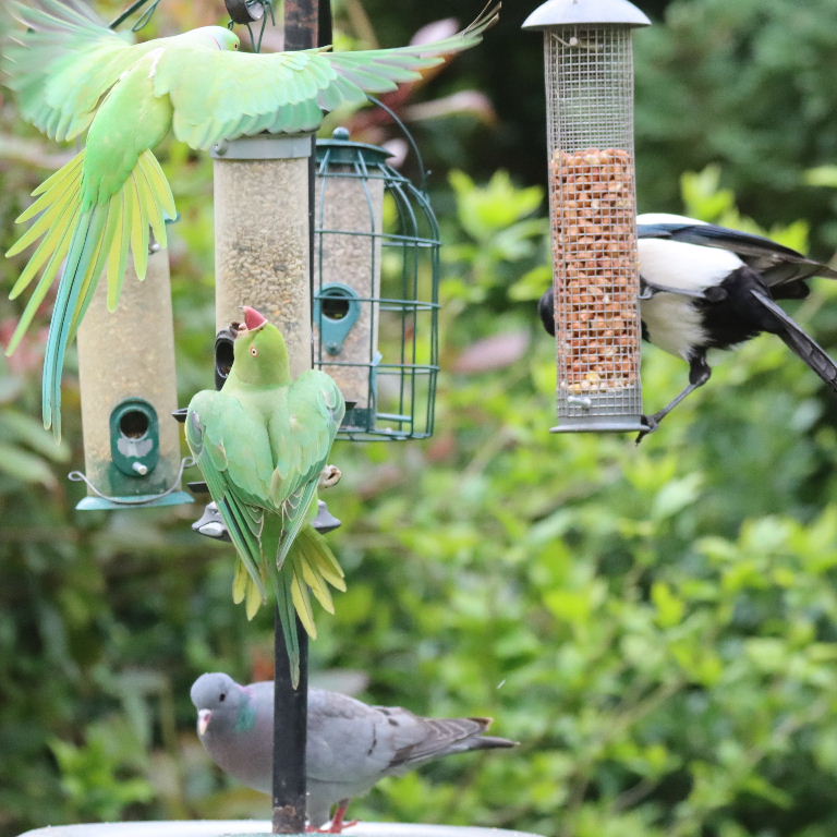 Magpie vs parakeets
