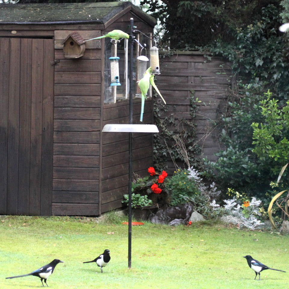 3 parakeets vs 3 magpies