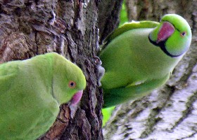 Parakeets