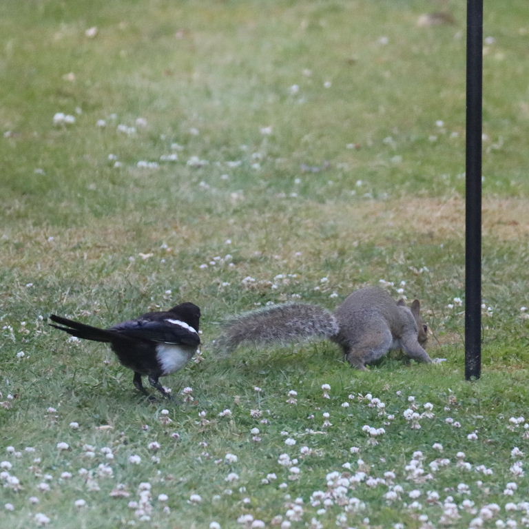 Magpie and Squirrel