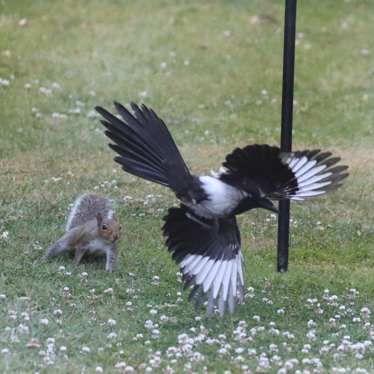 Magpie and Squirrel