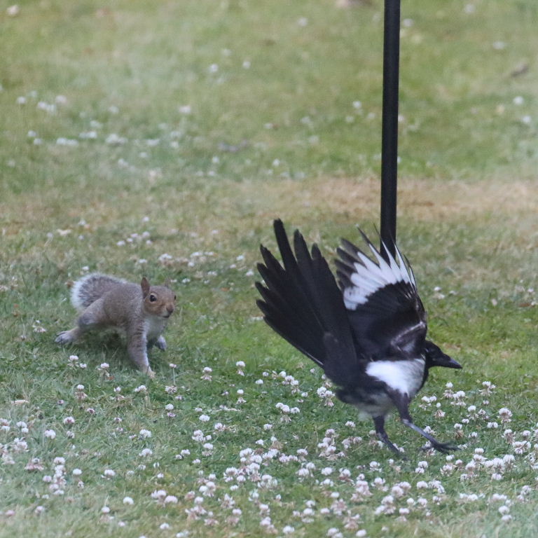 Magpie and Squirrel