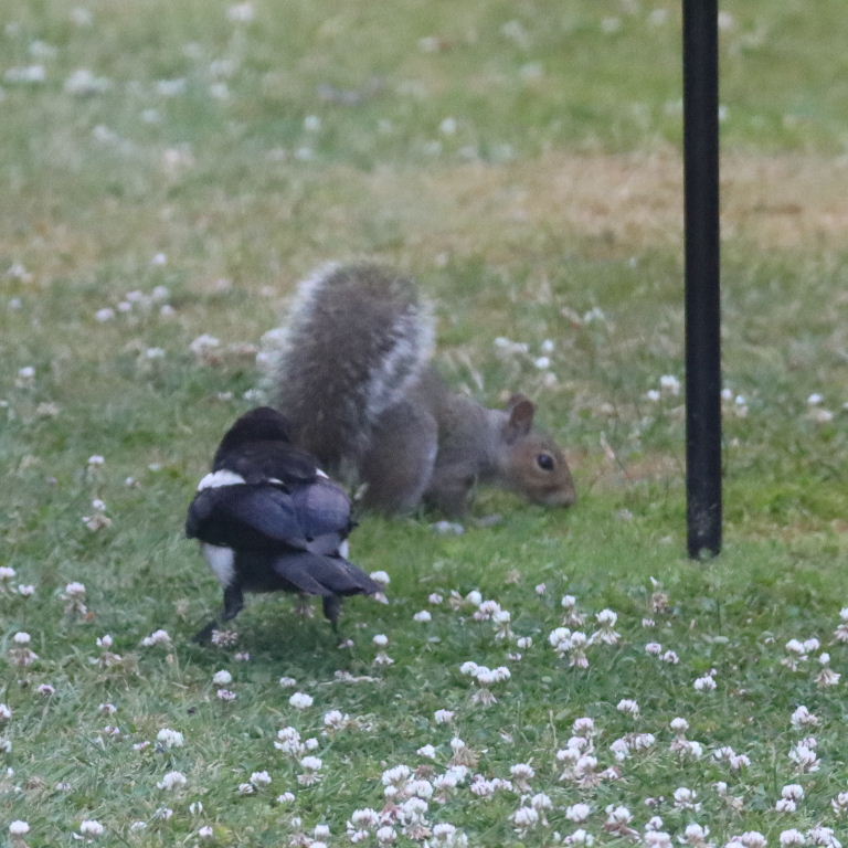 Magpie and Squirrel