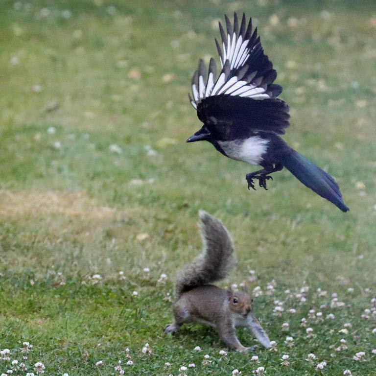 Magpie and Squirrel