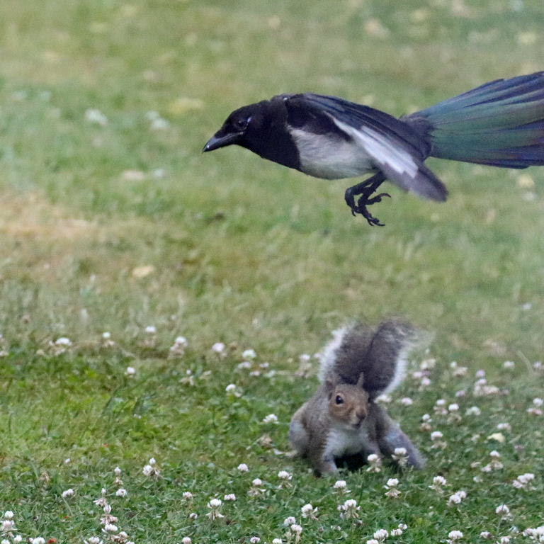 Magpie and Squirrel