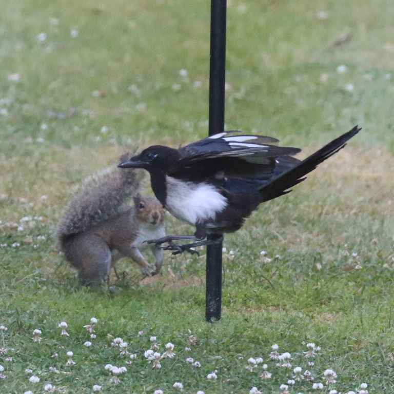 Magpie and Squirrel