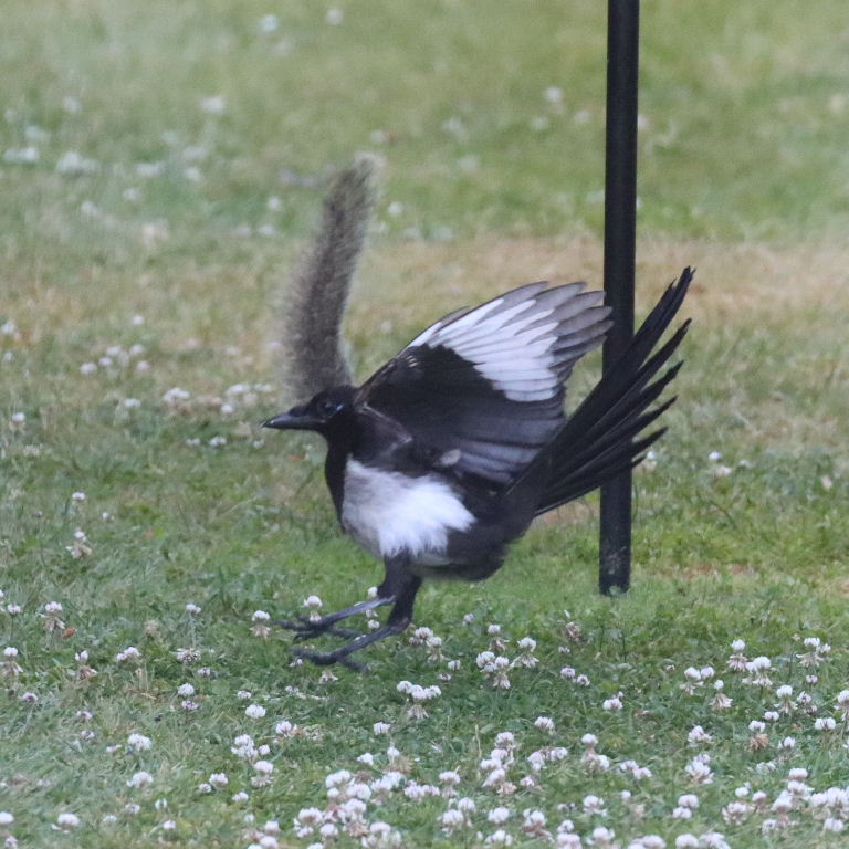 Magpie and Squirrel