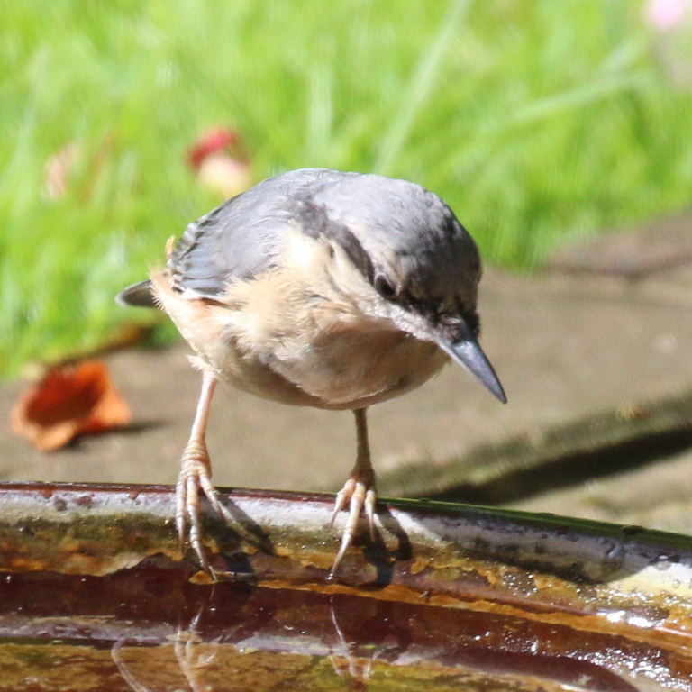 Nuthatch