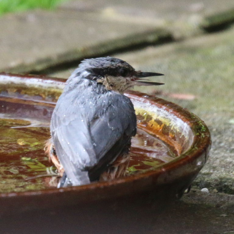 Nuthatch in bath