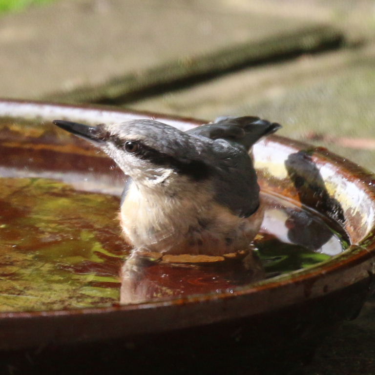 Nuthatch in bath