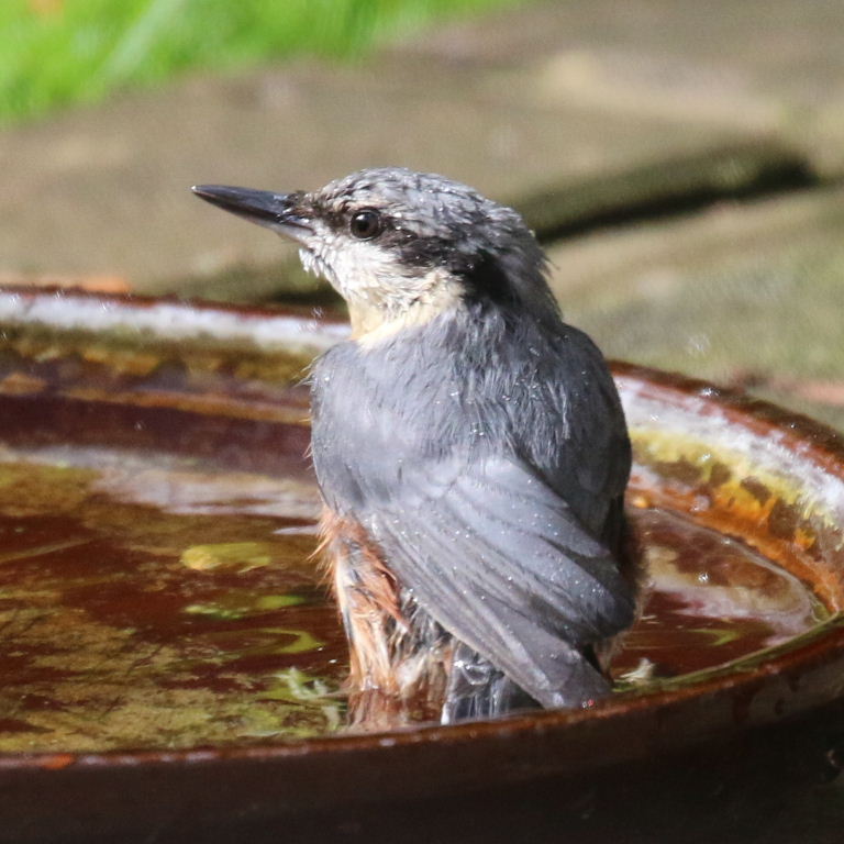 Nuthatch in bath