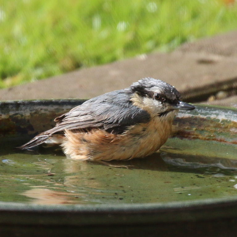 Nuthatch in bath