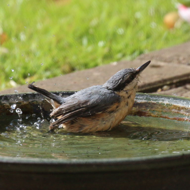 Nuthatch in bath
