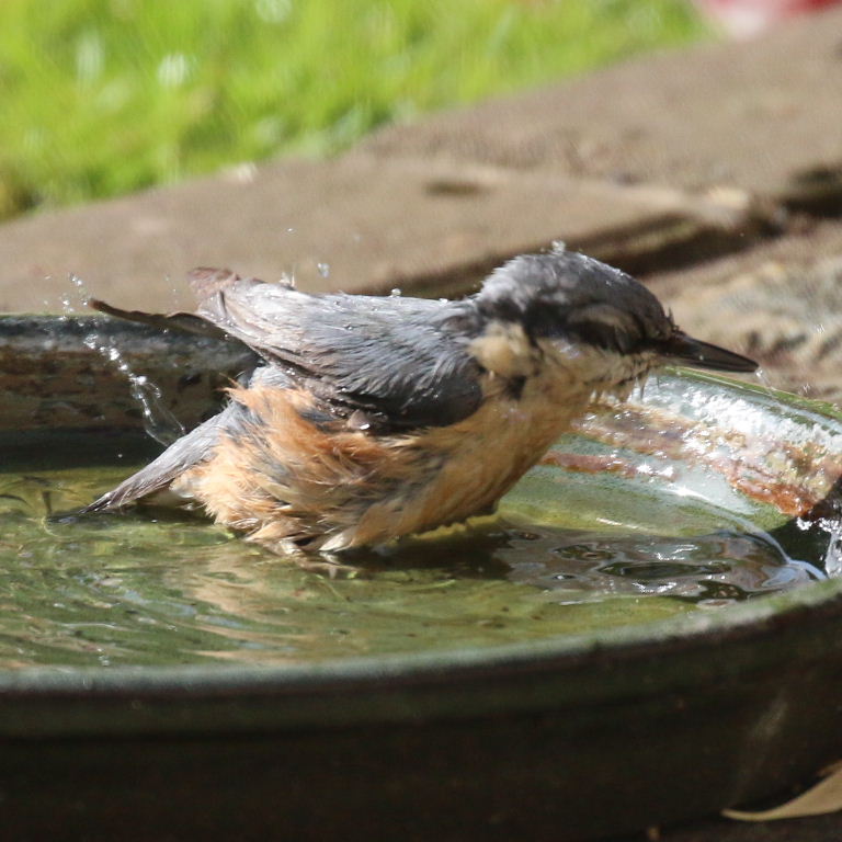 Nuthatch in bath