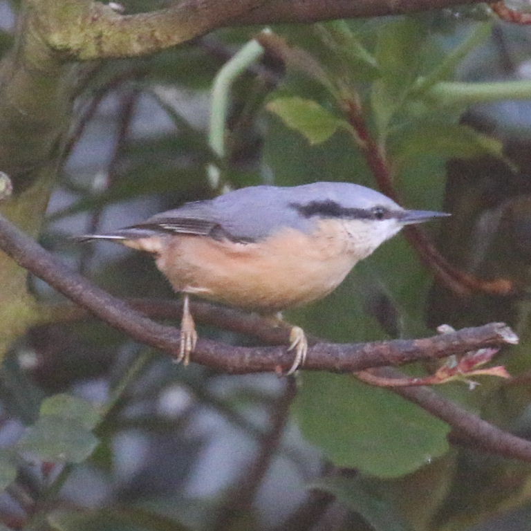 Nuthatch