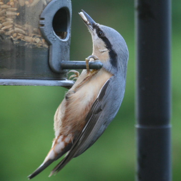 Nuthatch