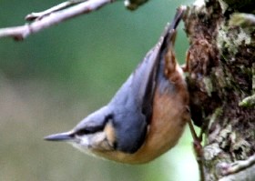 Nuthatch