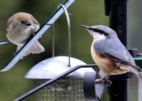 Nuthatch with Blackcap