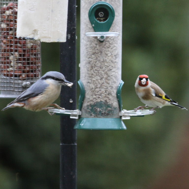 Nuthatch and Goldfinch