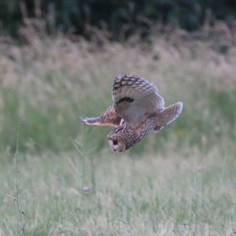 Long-eared Owl hunting