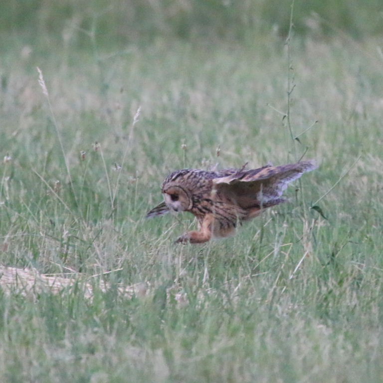Long-eared Owl hunting
