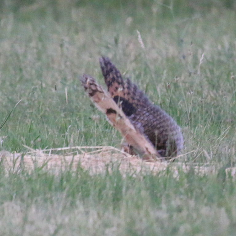 Long-eared Owl hunting