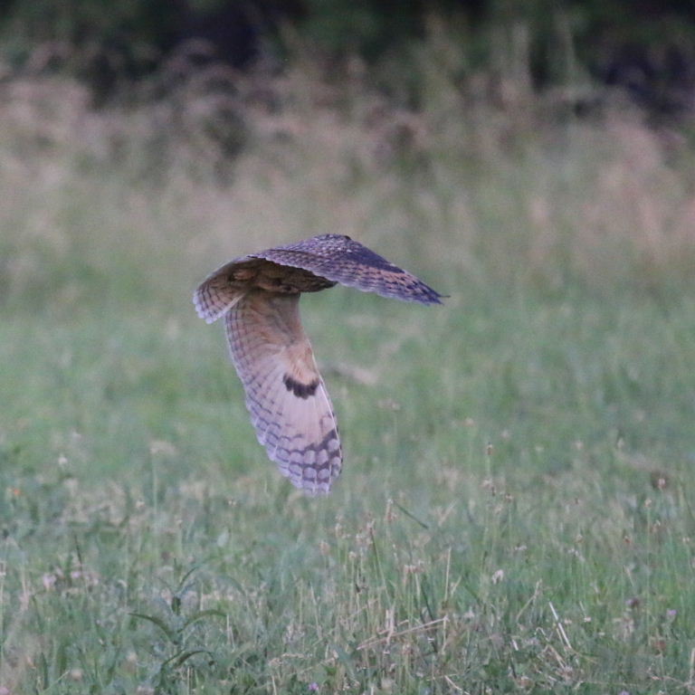 Long-eared Owl hunting