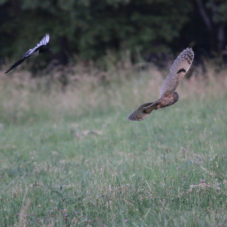 Magpie chases hunting Long-eared Owl
