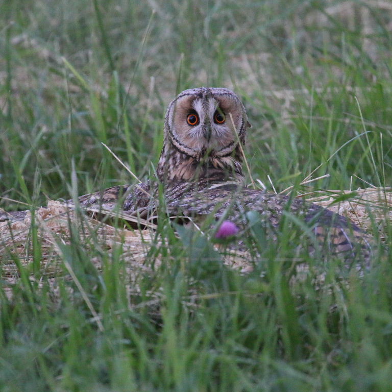 Long-eared Owl hunting