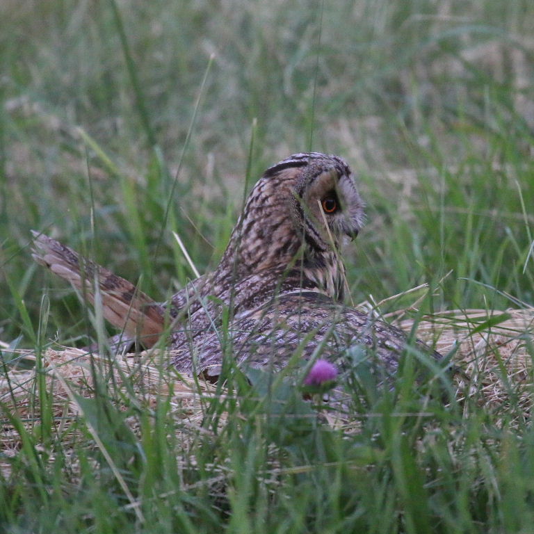 Long-eared Owl hunting