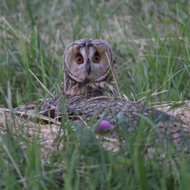 Long-eared Owl hunting