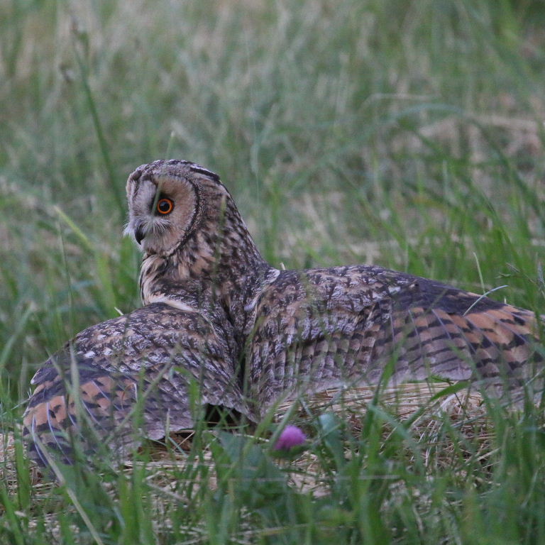 Long-eared Owl hunting