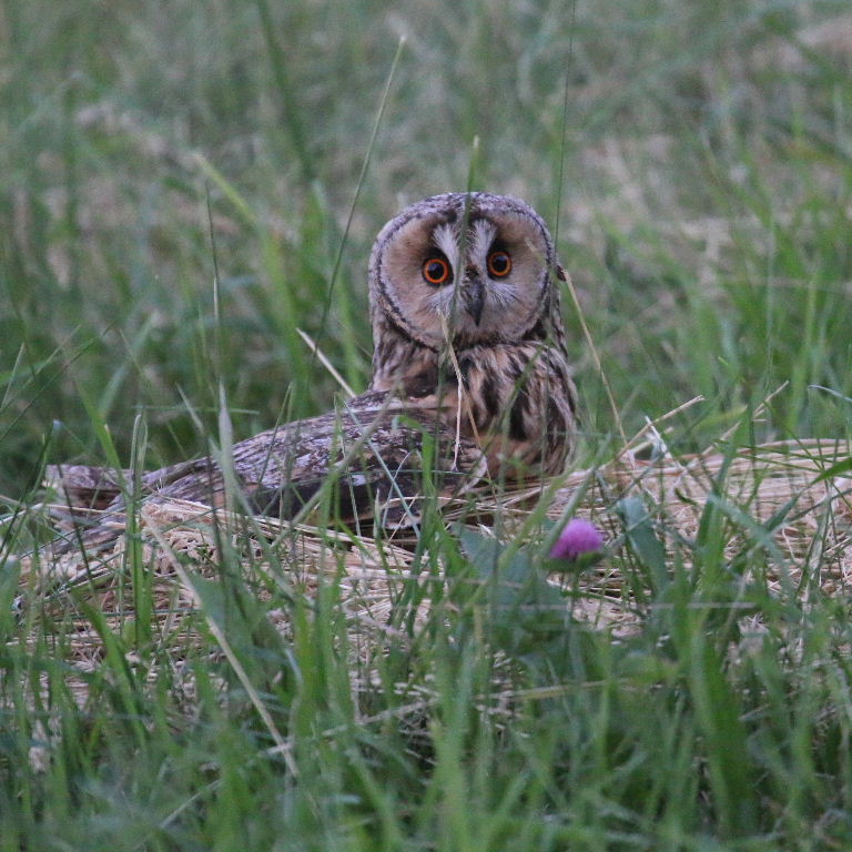Long-eared Owl hunting