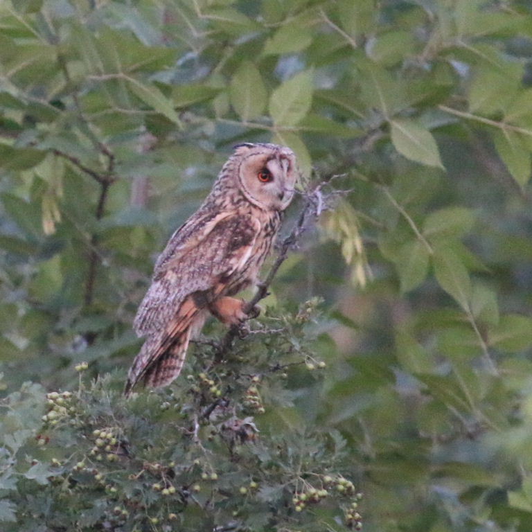 Long-eared Owl