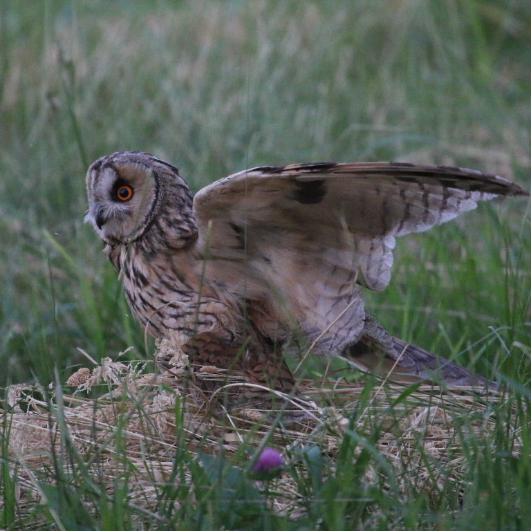 Long-eared Owl hunting