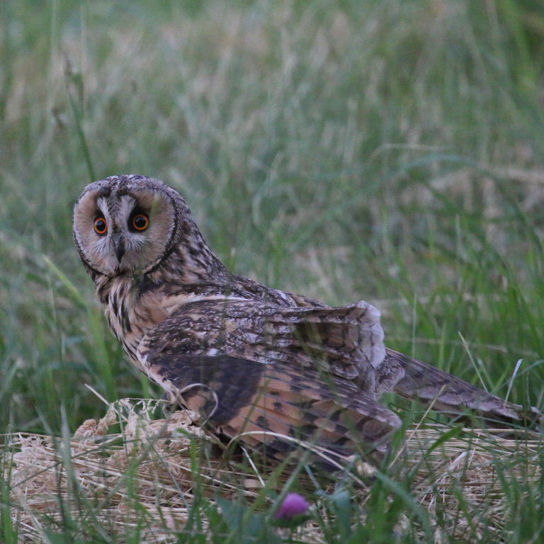 Long-eared Owl hunting