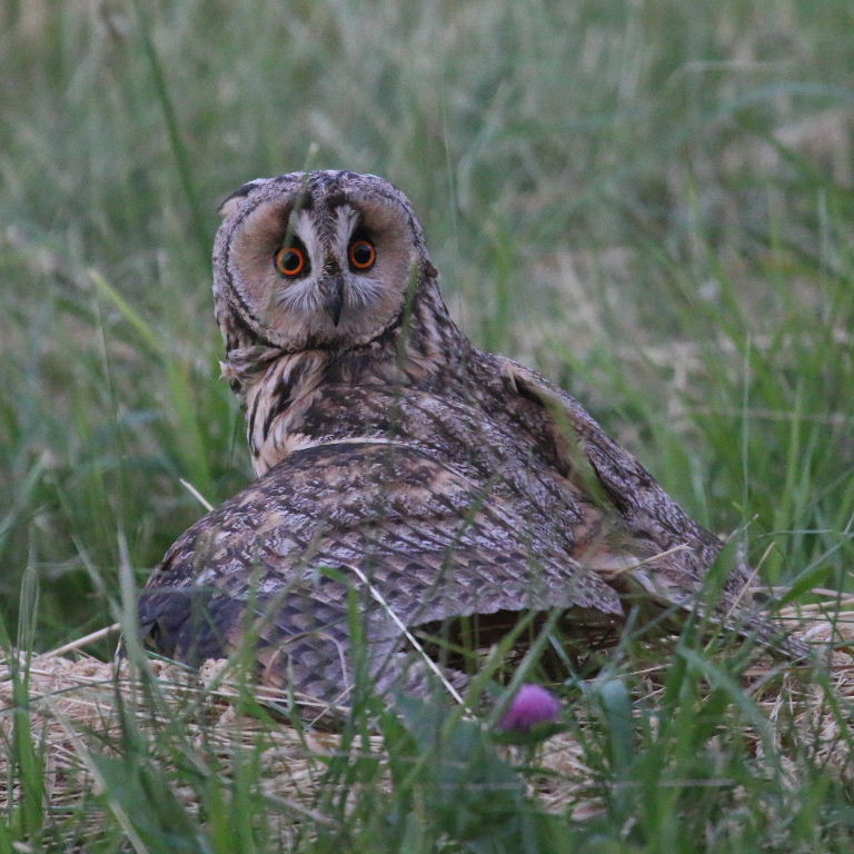 Long-eared Owl hunting