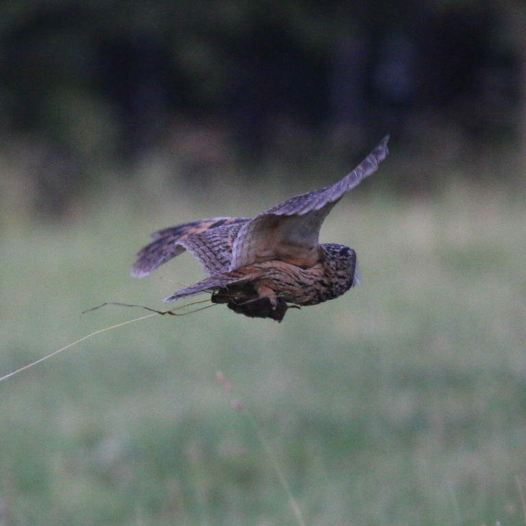 Long-eared Owl hunting